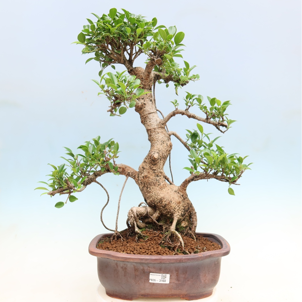 Camera bonsai - Ficus kimmen - ficus a foglie piccole