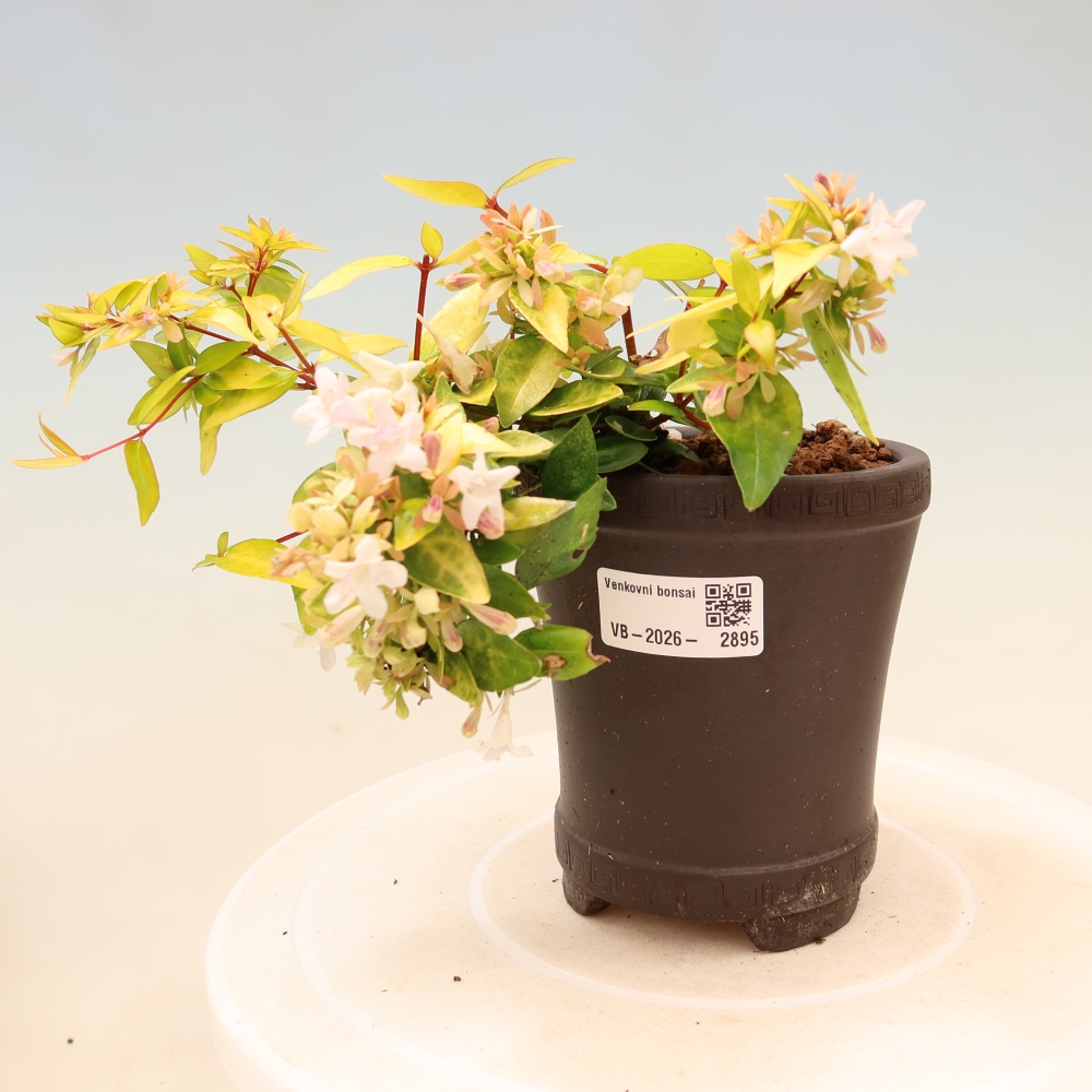 Bonsai da esterno - Abelia gr. Kleidoscope - Abelia a fiore grande