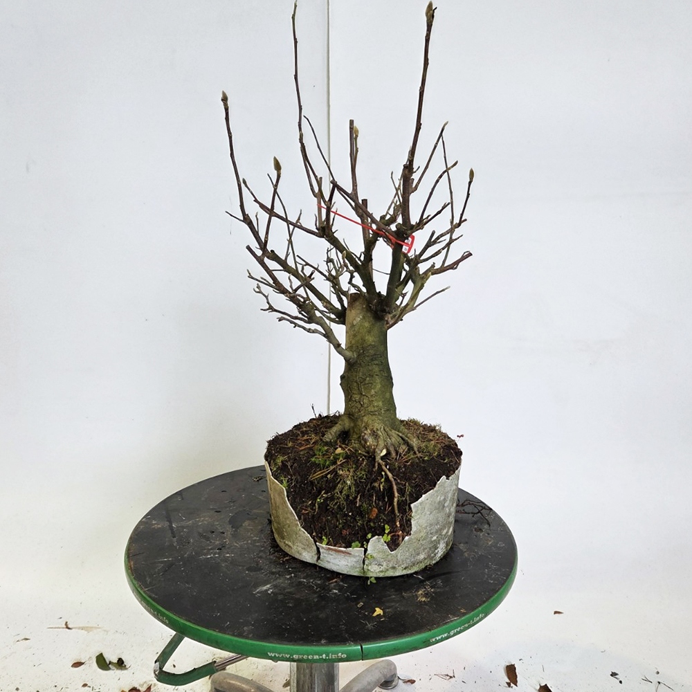 Bonsai da esterno - magnolia - Šácholan