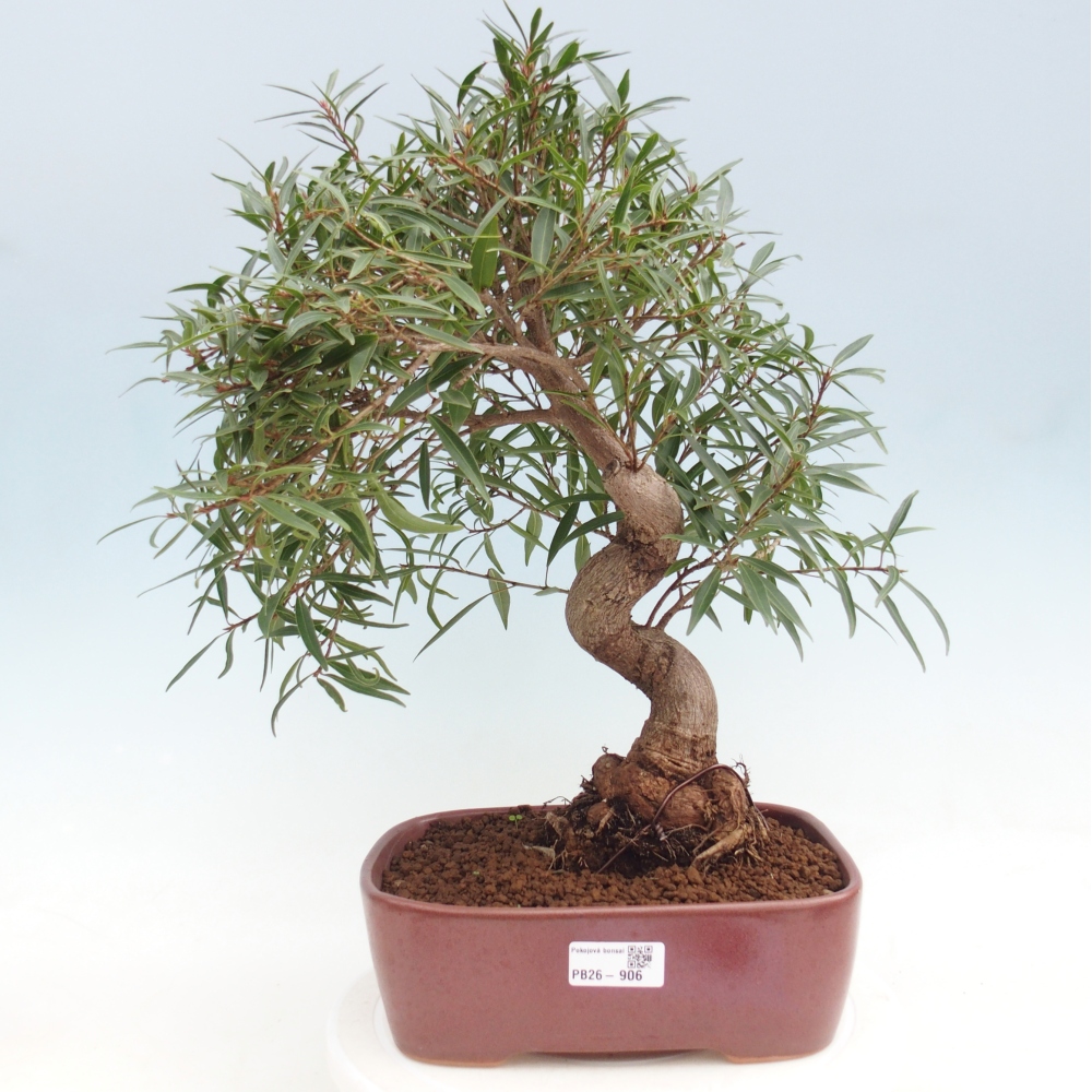 Camera bonsai - Ficus nerifolia - ficus a foglie piccole