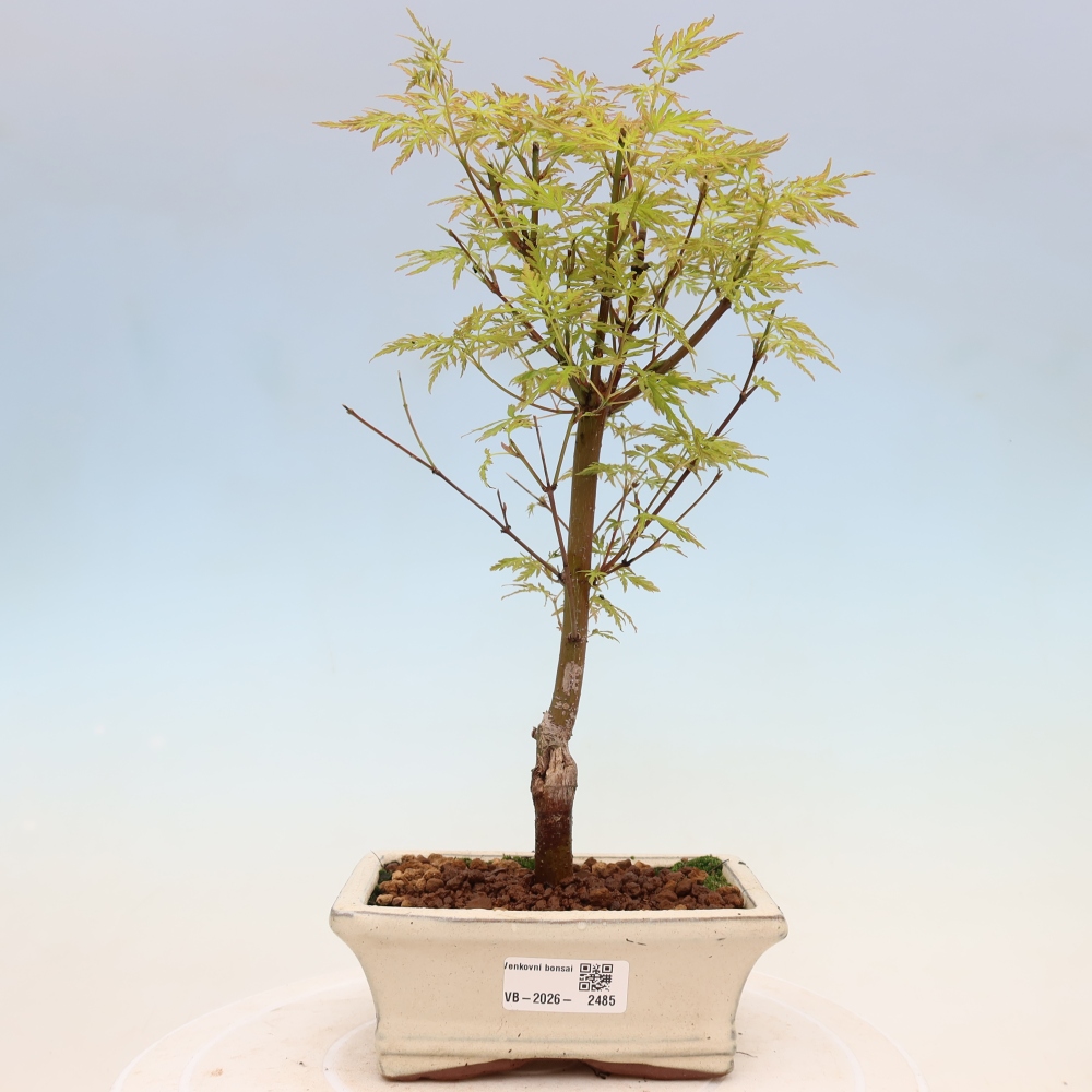 Bonsai da esterno - Acer palmatum Dissectum
