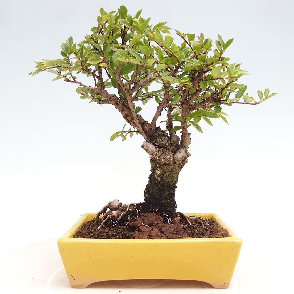 Bonsai da esterno - Zelkova - Zelkova NIRE