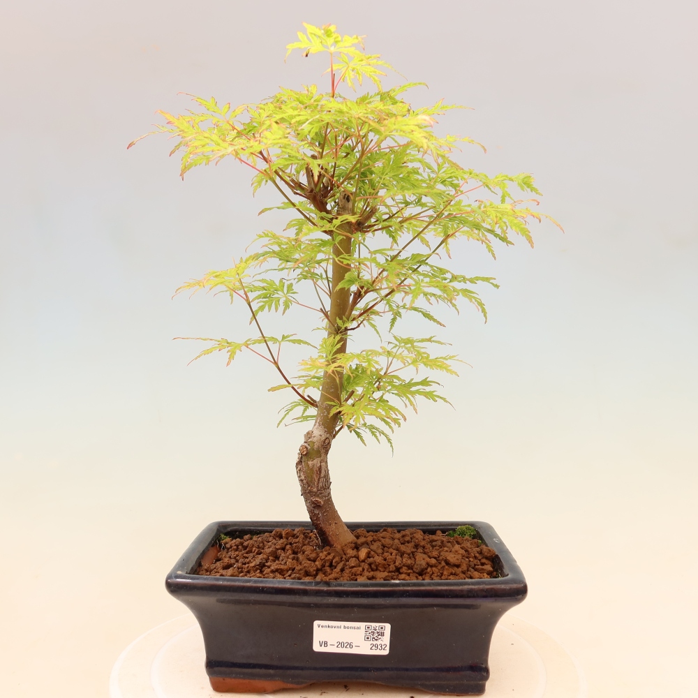 Bonsai da esterno - Acer palmatum Dissectum