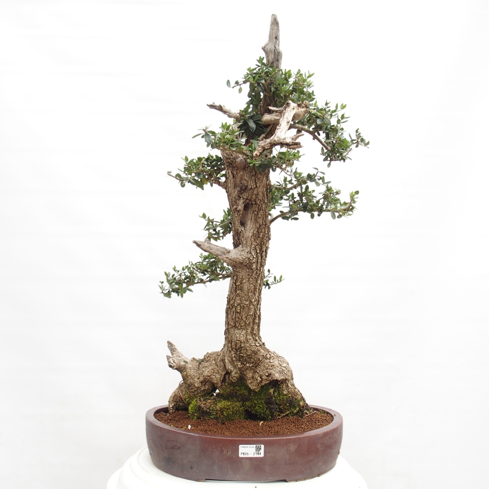 Bonsai da interno - Olea europaea sylvestris