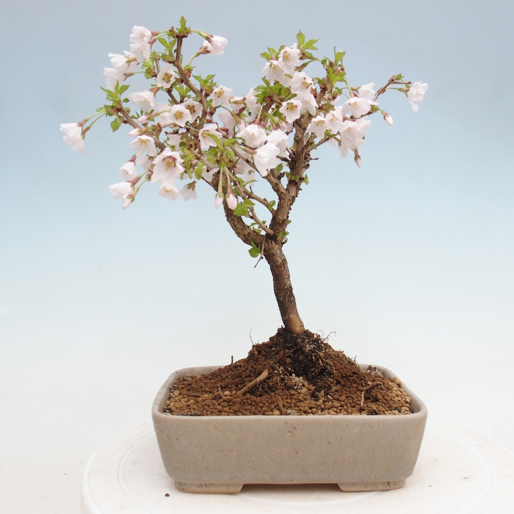 Bonsai da esterno - Prunus incisa Kojou-no mai-Plivon ritagliato