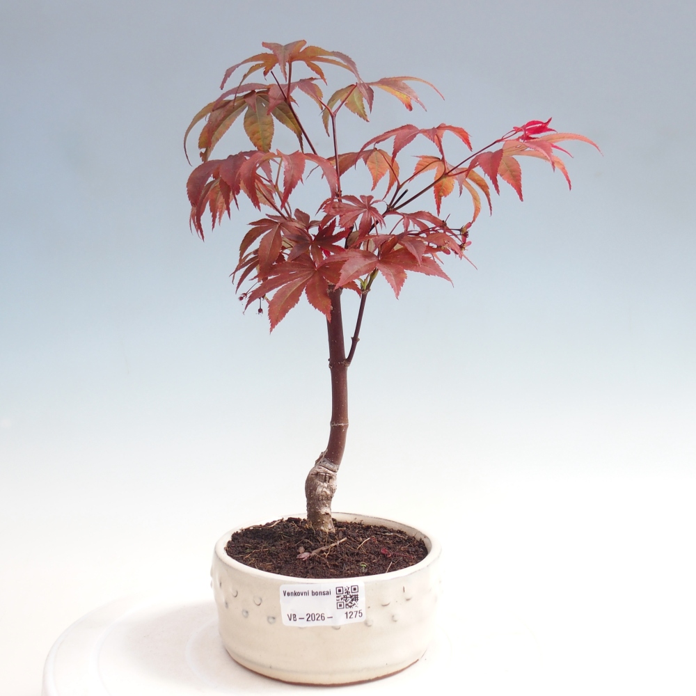 Bonsai da esterno - Palma Acer. Atropurpureum-Javor palmate