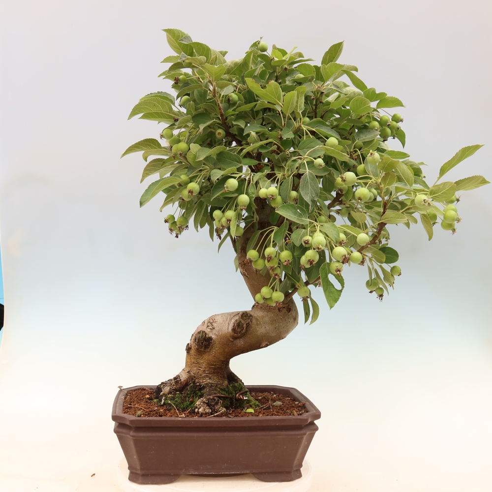 Bonsai da esterno -Malus halliana - Melo a frutto piccolo