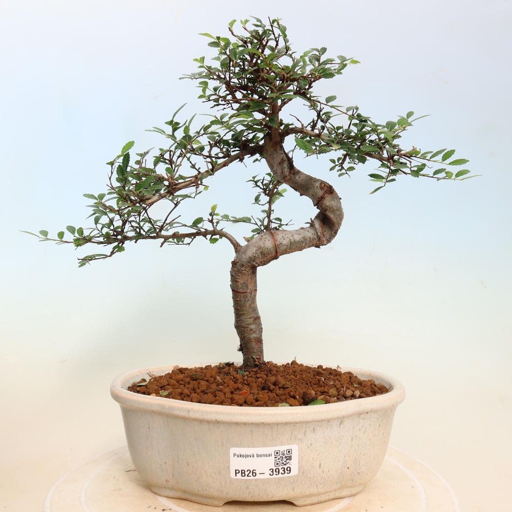 Camera bonsai - Ulmus parvifolia - Olmo a foglie piccole