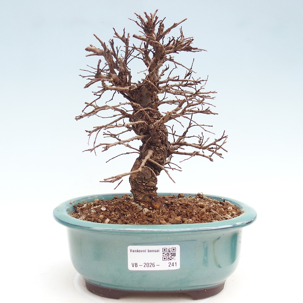 Bonsai da esterno - Zelkova - Zelkova NIRE