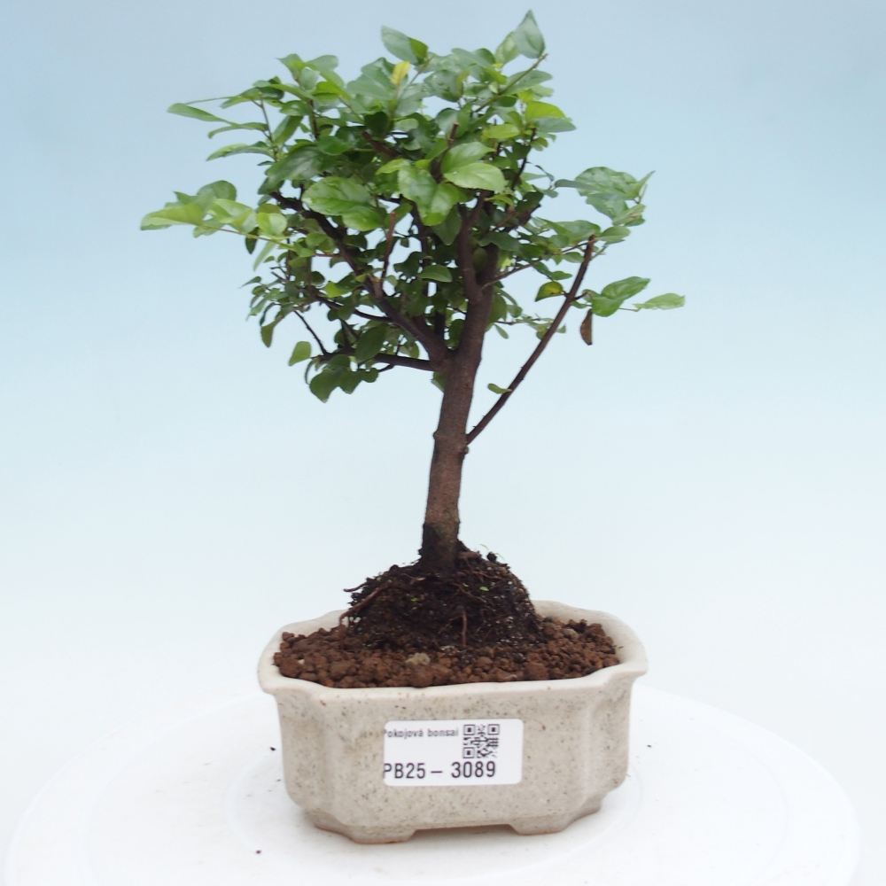 Camera bonsai - Sageretia thea - Sageretia thea