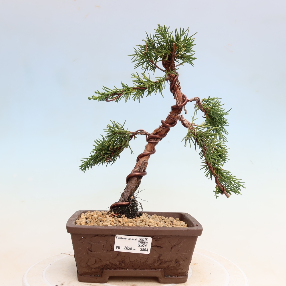 Bonsai da esterno - Juniperus chinensis Kishu