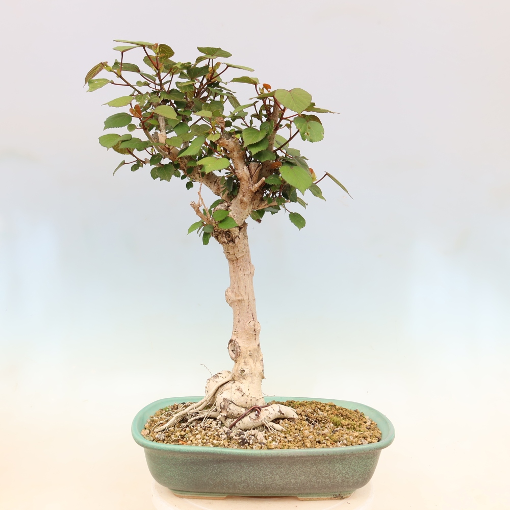 Bonsai da interno - Hibiscus tiliaceus - Ibisco marino