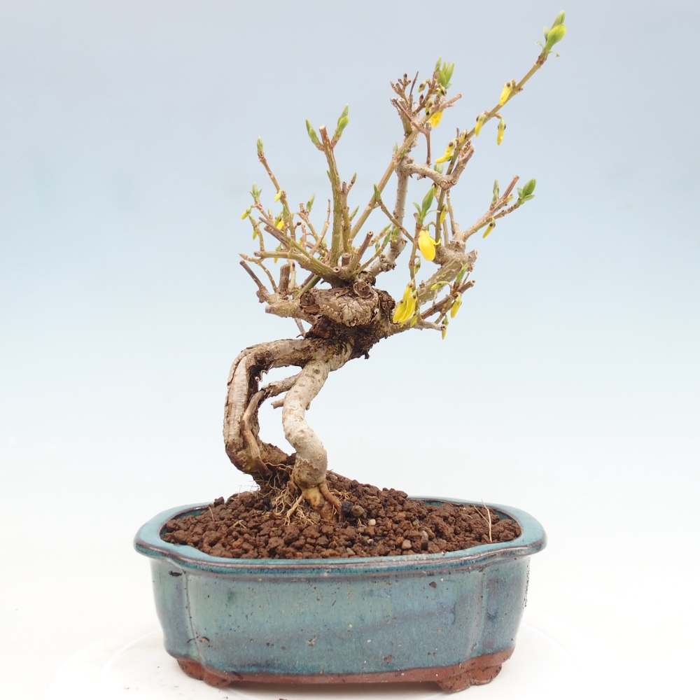 Bonsai da esterno - Zlatice - Forsythia koreana