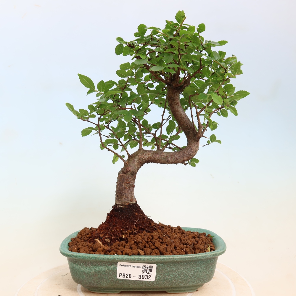 Camera bonsai - Ulmus parvifolia - Olmo a foglie piccole