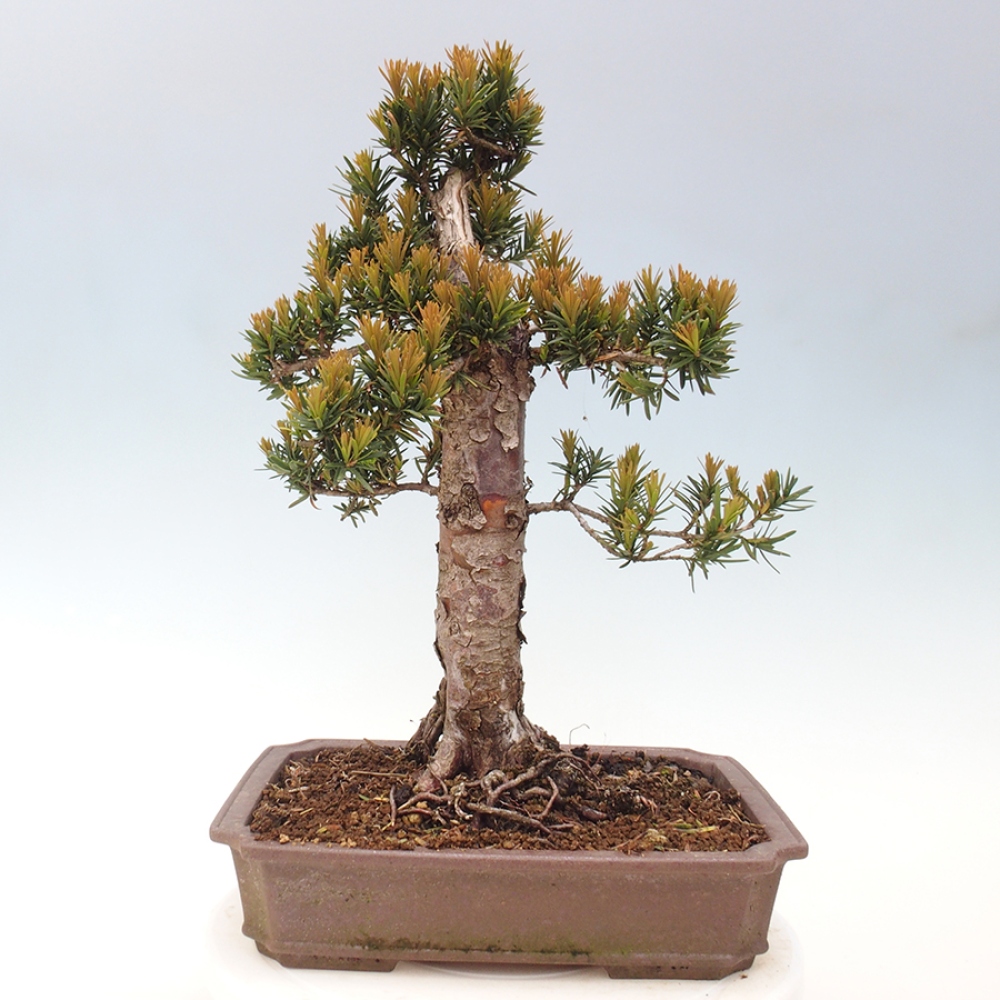Bonsai da esterno - Taxus cuspidata - Tasso giapponese