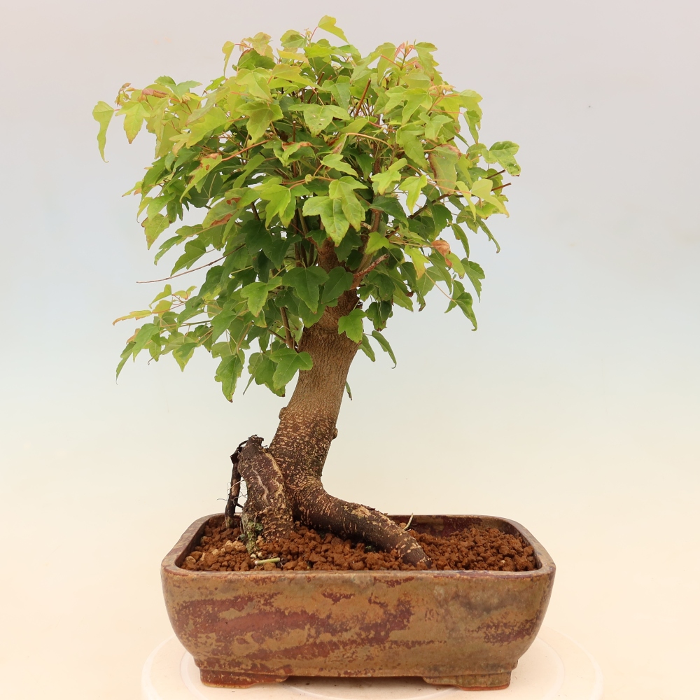 Bonsai da esterno - Acero Burger - Acer Burgerianum