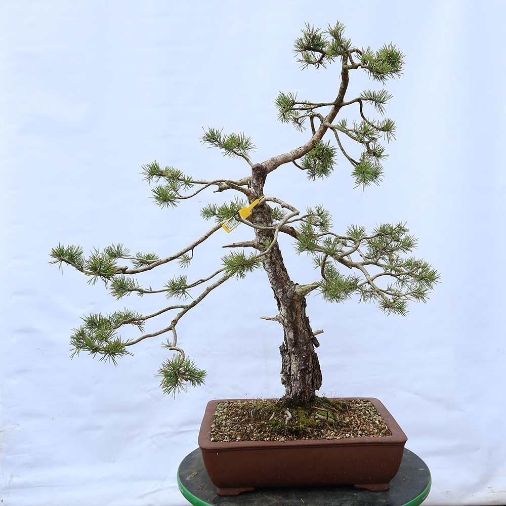 Pinus sylvestris Spagna - pino silvestre