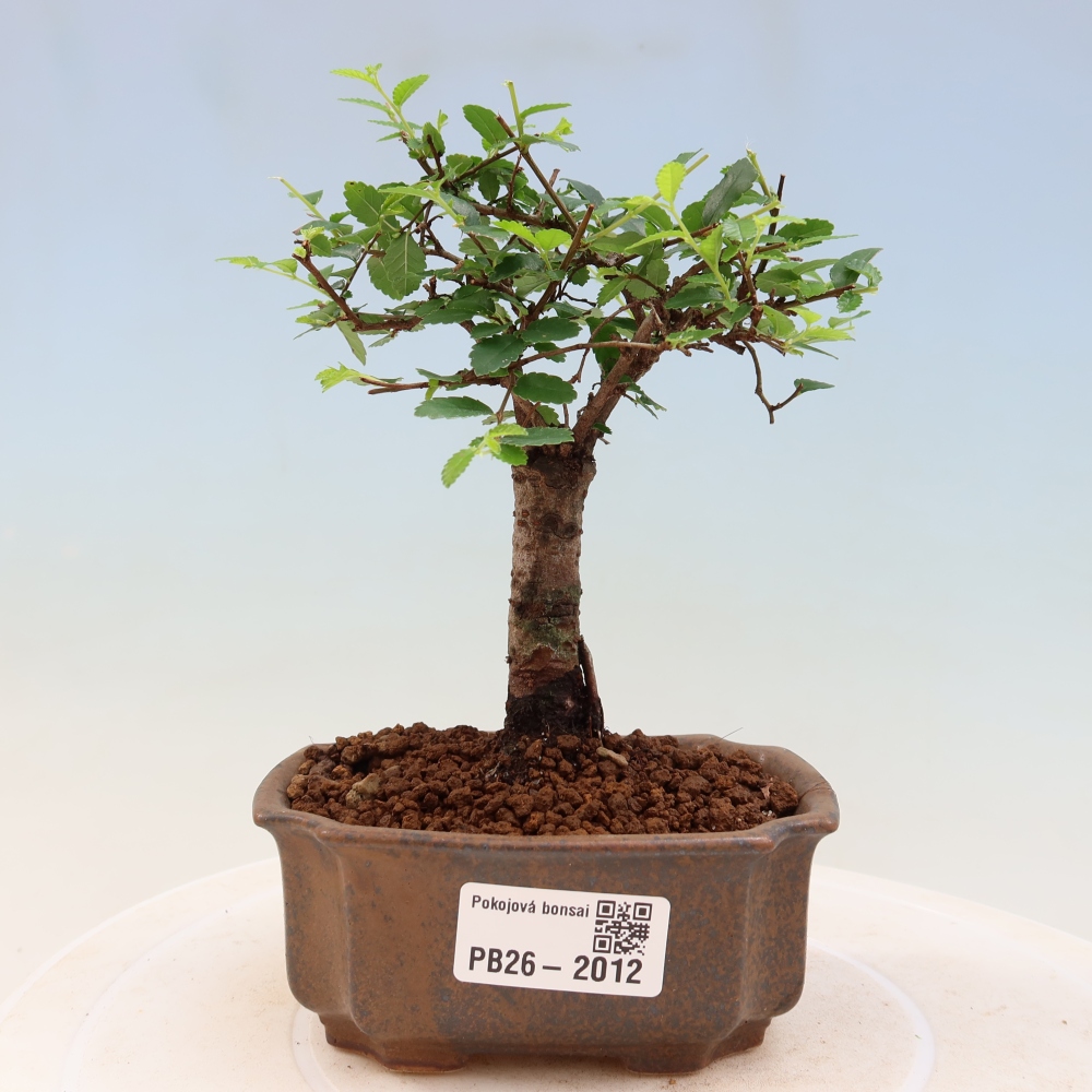 Camera bonsai - Ulmus parvifolia - Olmo a foglie piccole