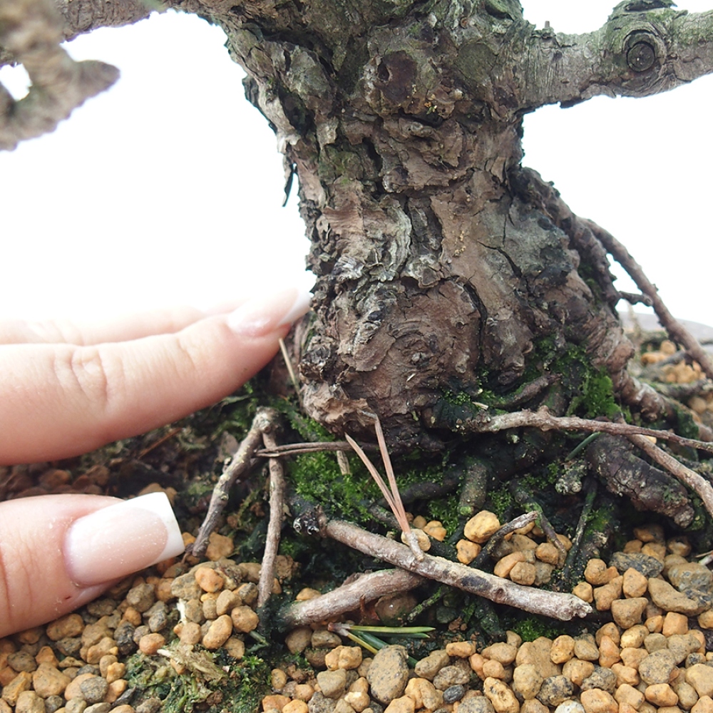 Bonsai da esterno - Pinus thunbergii Kotobuki - Pino di Thunberg