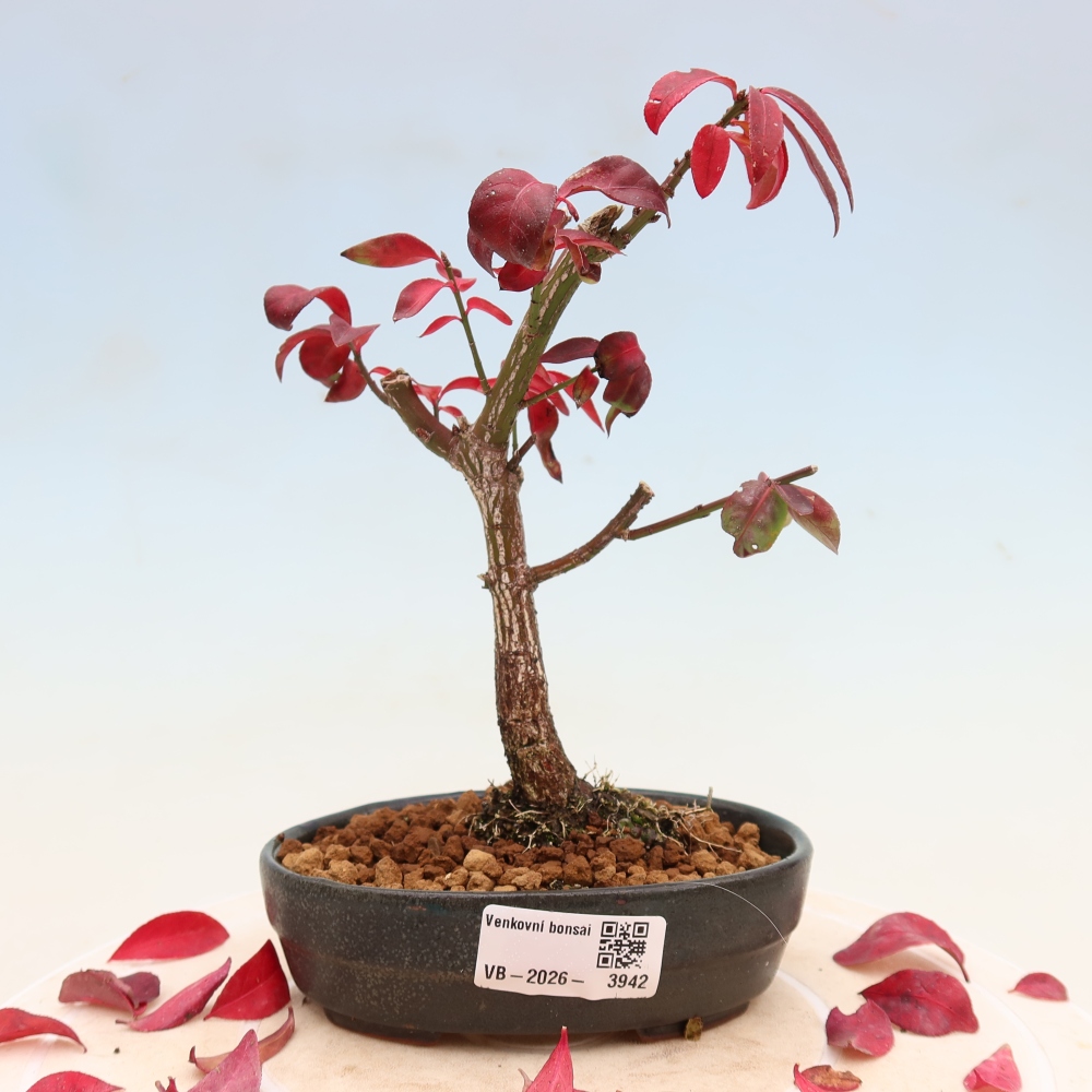 Bonsai da esterno -  Euonymus alatus comactus  - euonymus alato