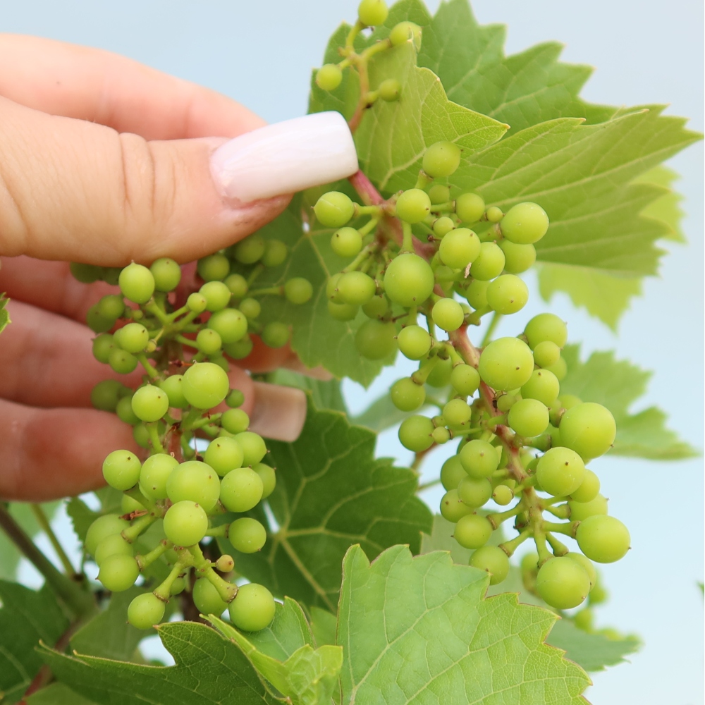 Bonsai da esterno - Vite - Vitis vinifera 