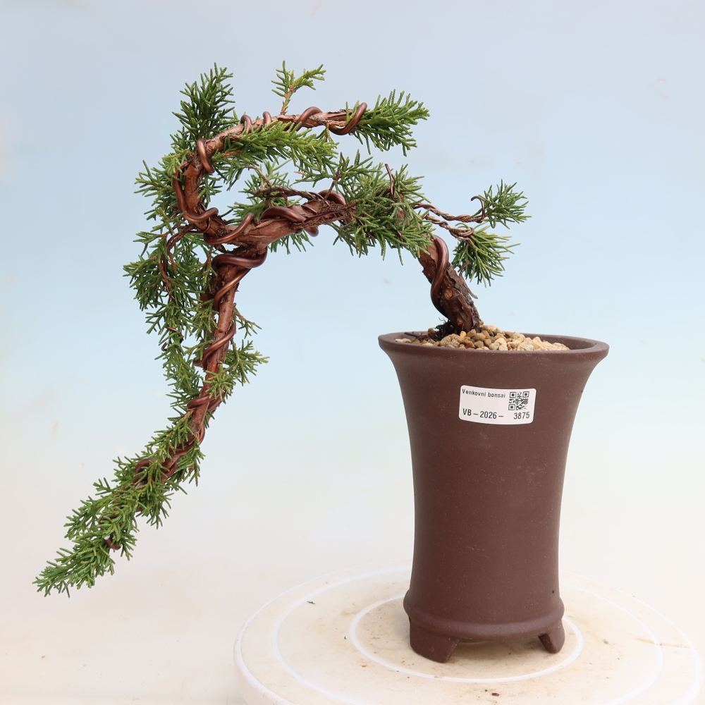 Bonsai da esterno - Juniperus chinensis Kishu
