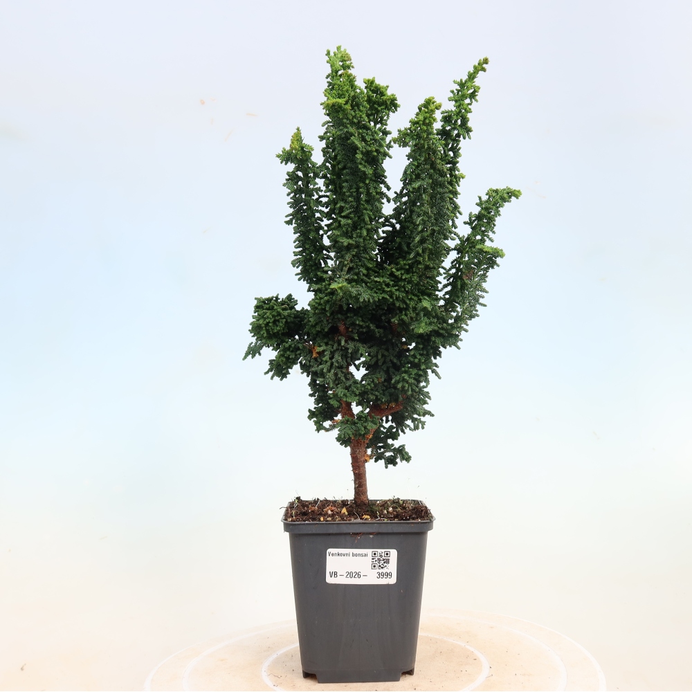 Bonsai da esterno - Cham. obtusa SEKKA HINOKI - Cipresso