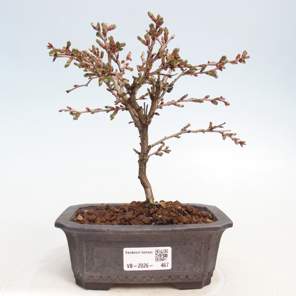 Bonsai da esterno - Prunus incisa Kojou-no mai-Plivon ritagliato
