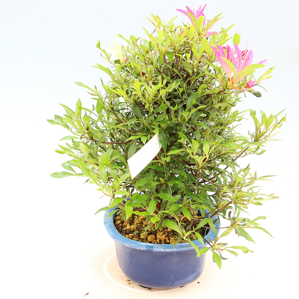 Bonsai da esterno - Azalea giapponese - Azalea Ryusen