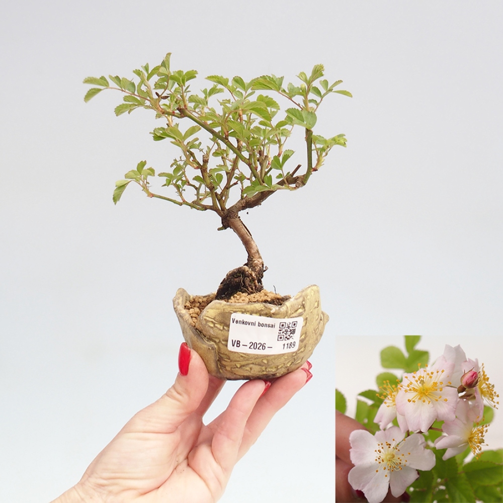 Bonsai da esterno - Rosa sp. - rosa a fiore piccolo