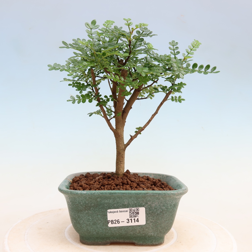 Camera bonsai - Zantoxylum piperitum - albero del pepe
