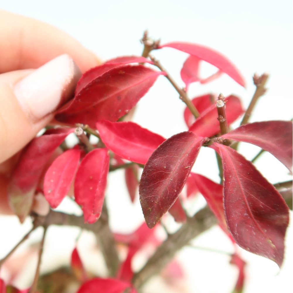 Bonsai da esterno -  Euonymus alatus comactus  - euonymus alato