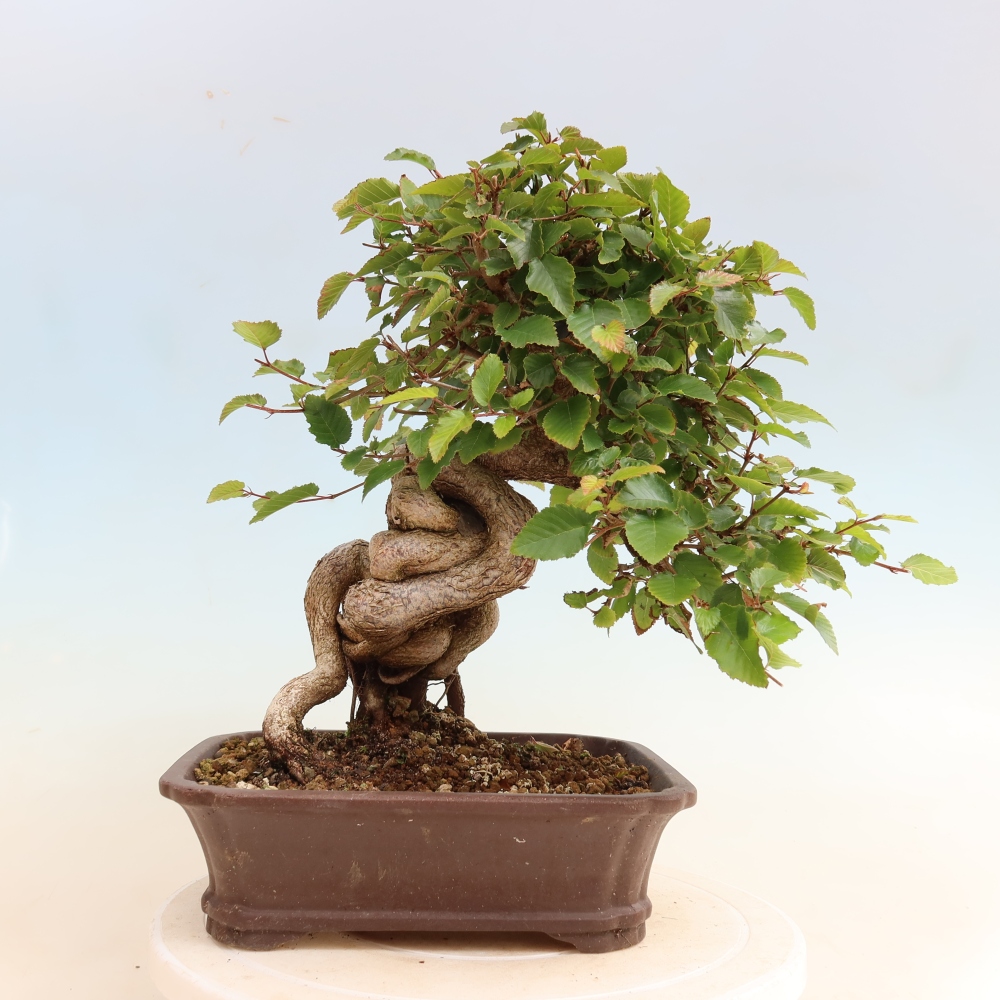 Bonsai da esterno -Carpinus CARPINOIDES - Carpino coreano