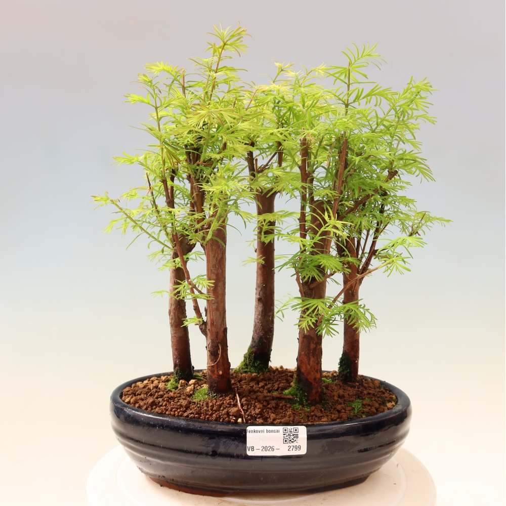 Bonsai da esterno - Metasequoia glyptostroboides - Metasequoia cinese - boschetto