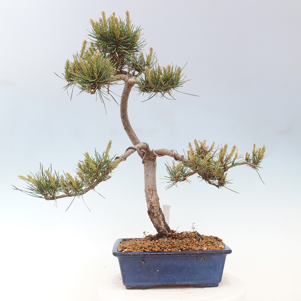 Bonsai da esterno - Pinus Sylvestris Watererri - Pino silvestre