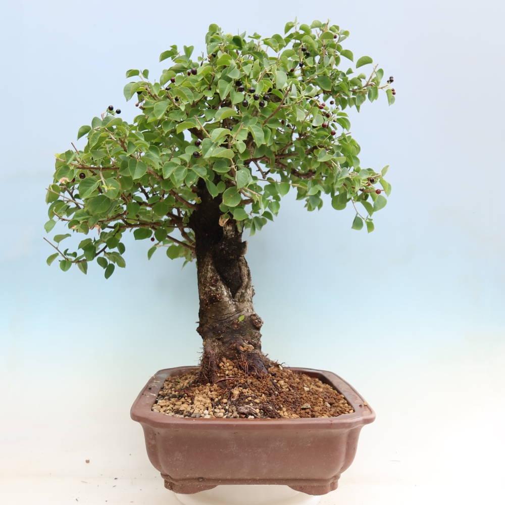 Bonsai da esterno - Mahalebka - Prunus mahaleb