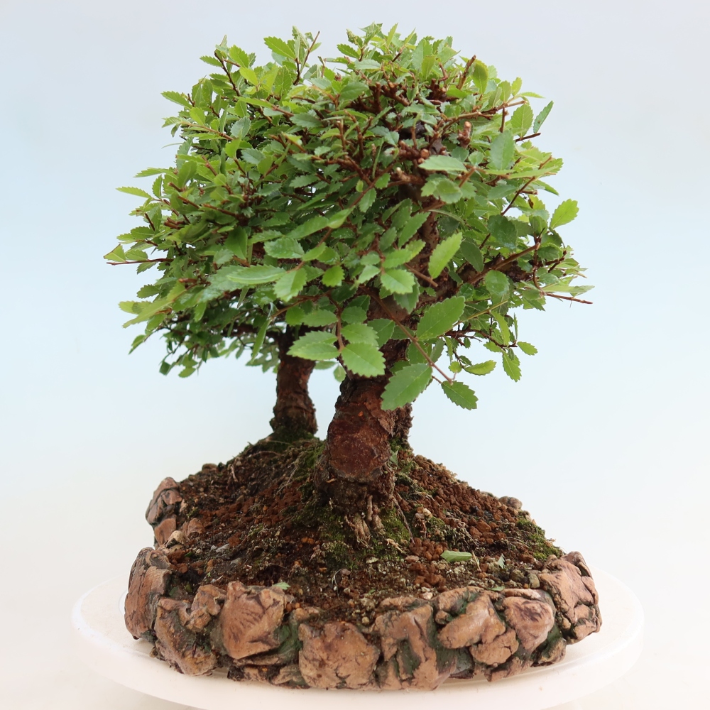Bonsai da esterno - Zelkova - Zelkova NIRE - boschetto