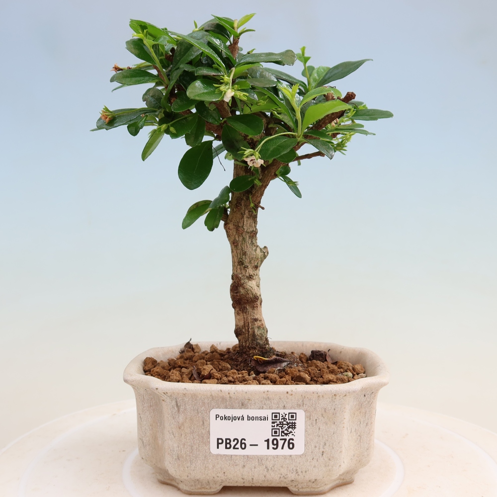 Camera bonsai - Carmona macrophylla - Tea fuki