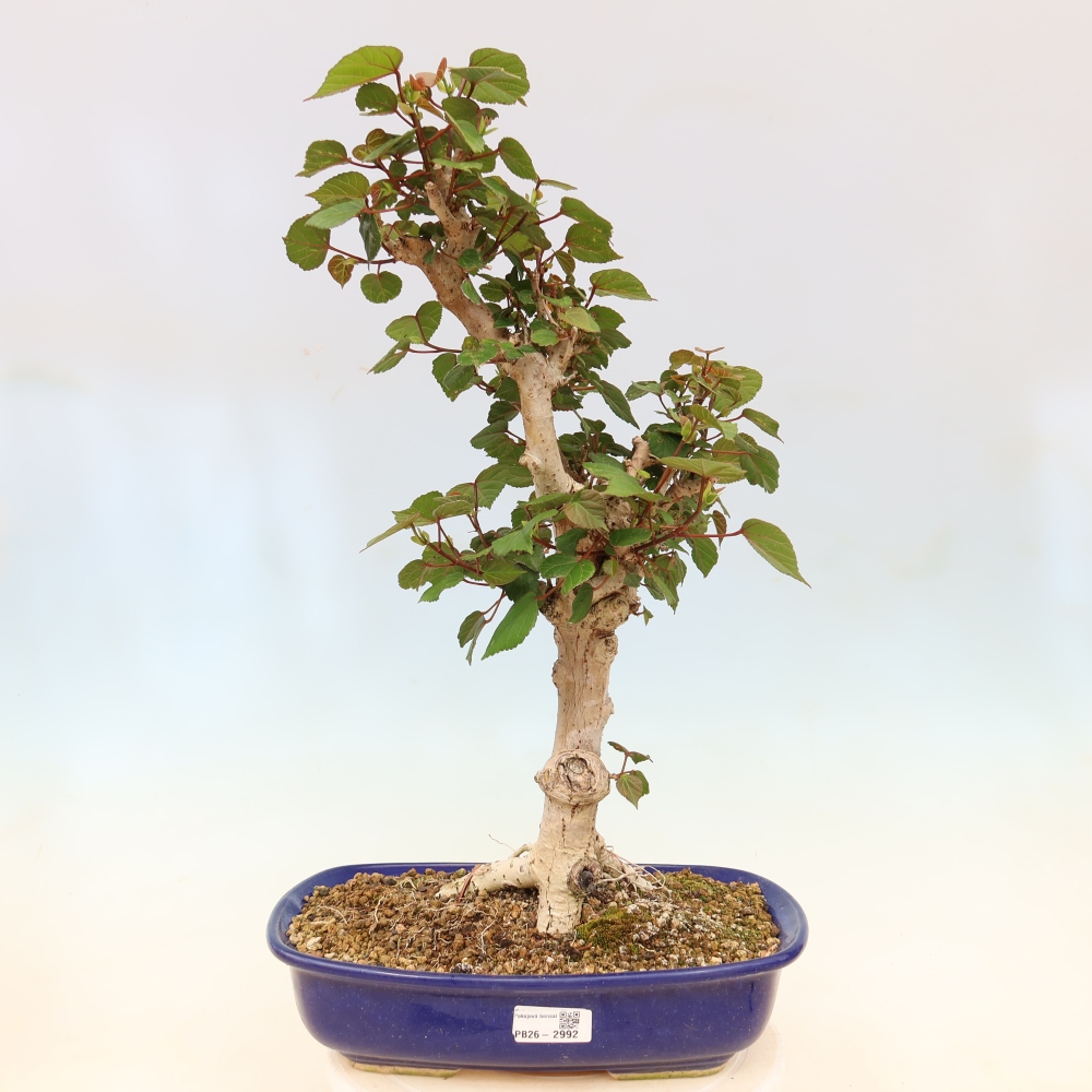 Bonsai da interno - Hibiscus tiliaceus - Ibisco marino