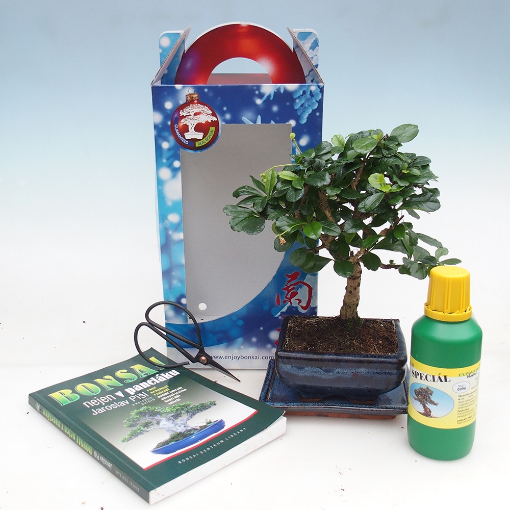 Bonsai da camera in confezione regalo Carmona microphylla - Tea fuki