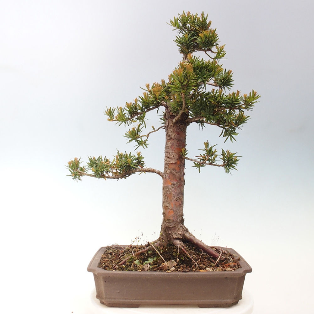 Bonsai da esterno - Taxus cuspidata - Tasso giapponese