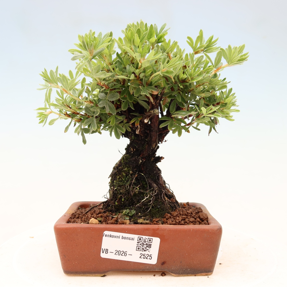 Bonsai da esterno - Potentila fruticosa
