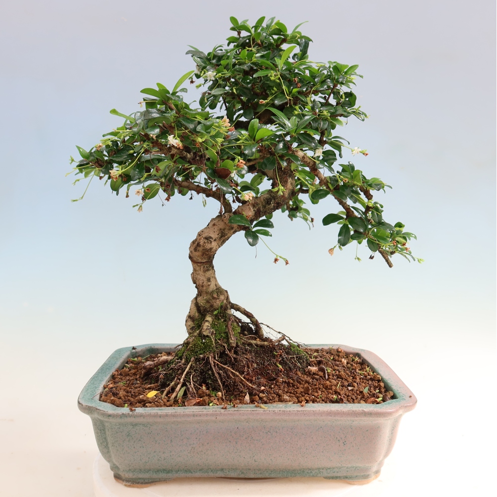 Camera bonsai - Carmona macrophylla - Tea fuki