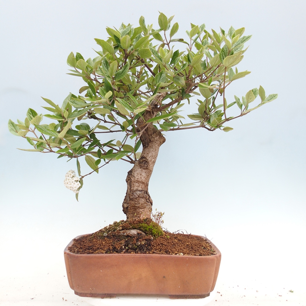 Bonsai da esterno - Kalina Bodnanská - Viburum carlesii hemsi