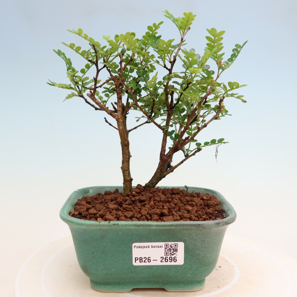 Camera bonsai - Zantoxylum piperitum - albero del pepe