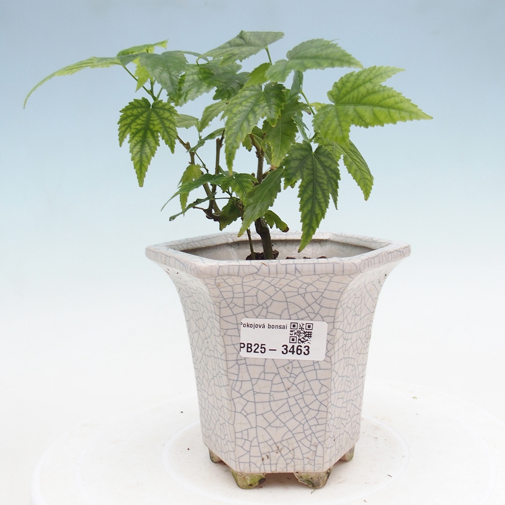 Camera bonsai - Abutilon Red Trumpet - Camera lime