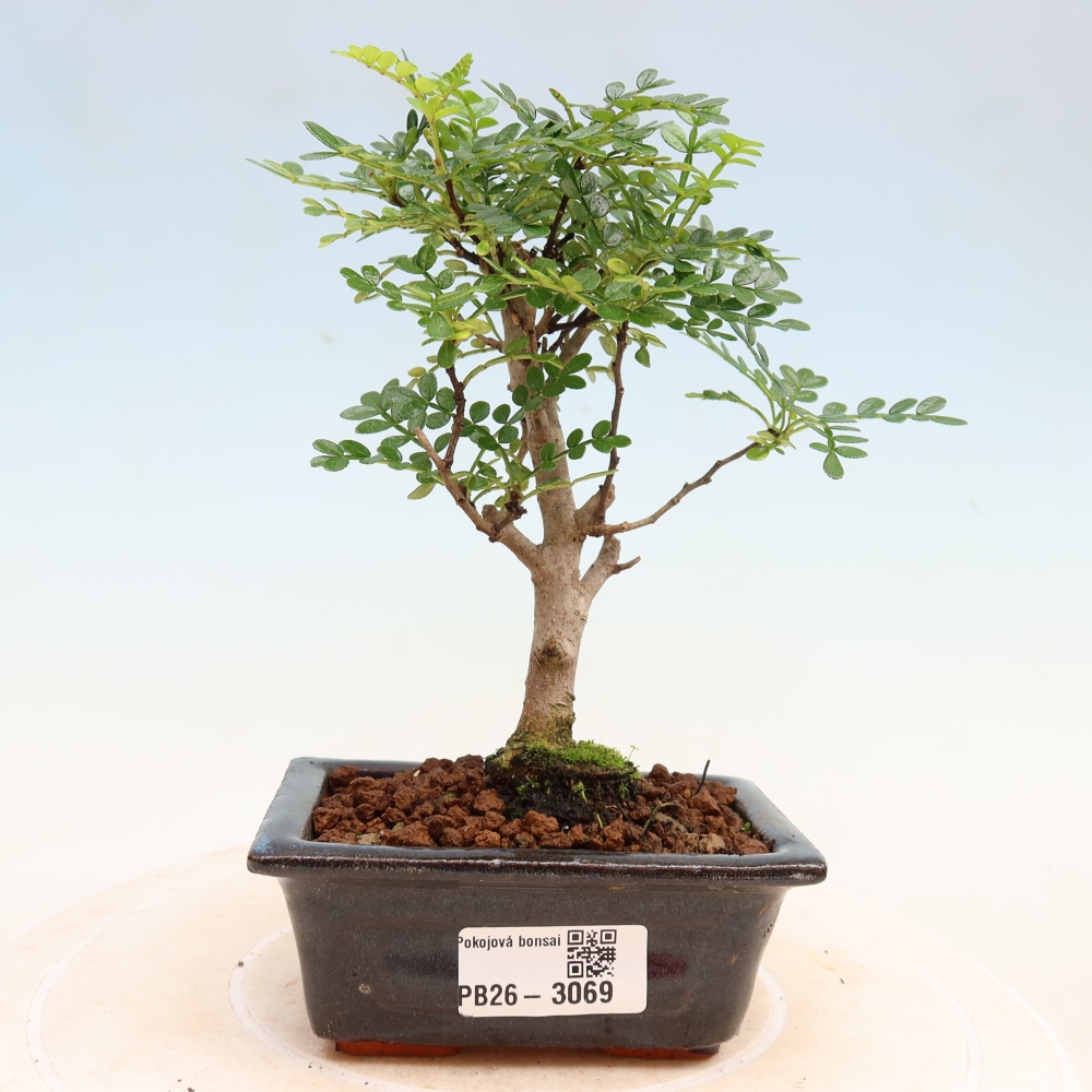 Camera bonsai - Zantoxylum piperitum - albero del pepe