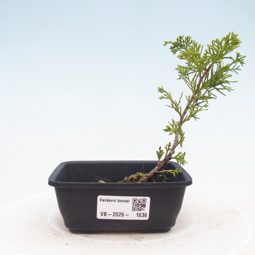 Bonsai da esterno - Juniperus chinensis Itoigawa