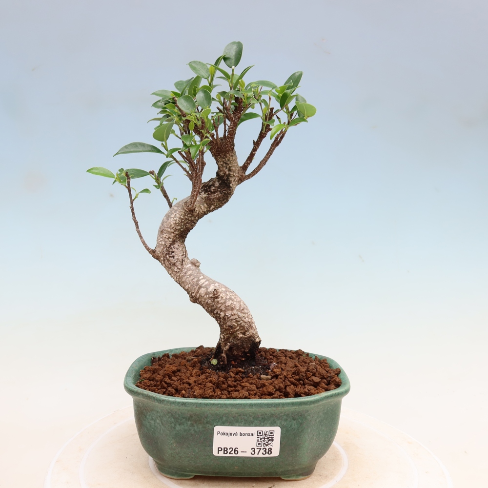 Camera bonsai - Ficus kimmen - ficus a foglie piccole