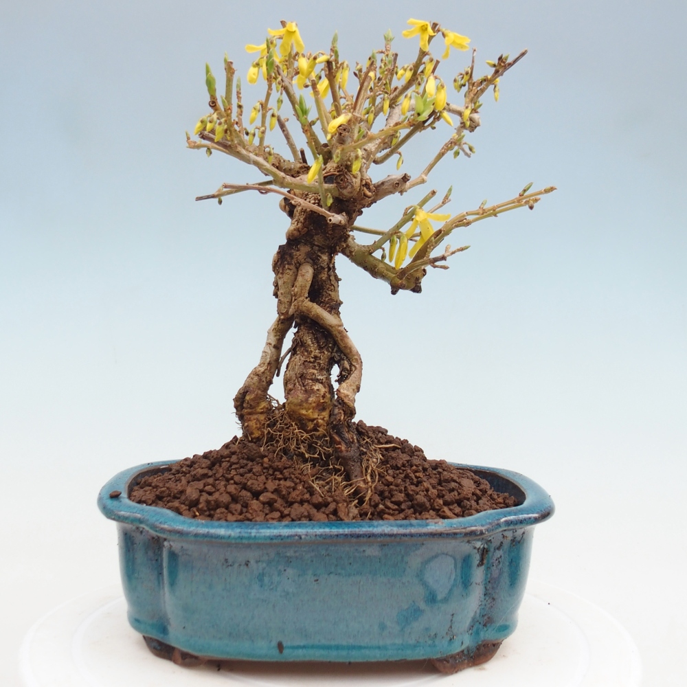 Bonsai da esterno - Zlatice - Forsythia koreana